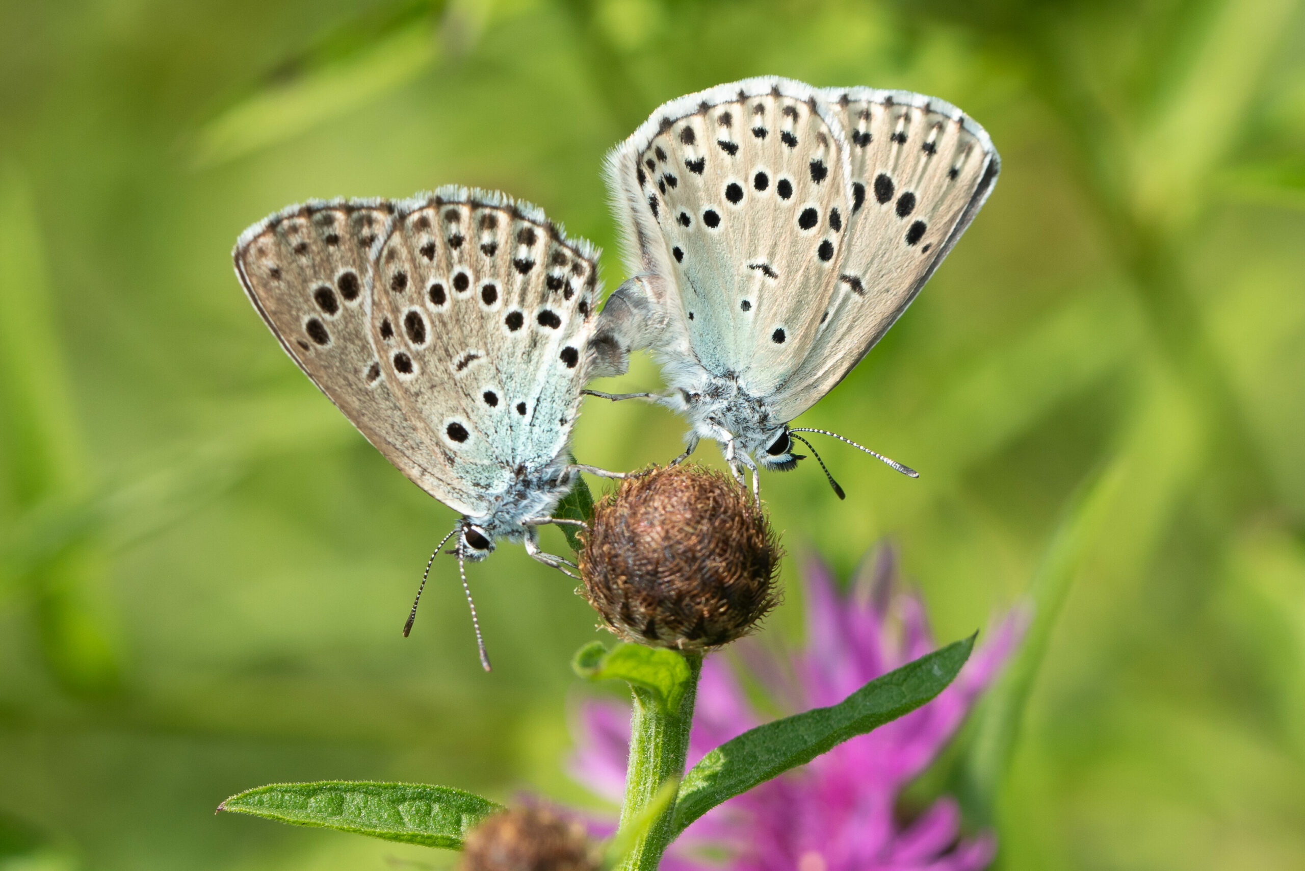 Accouplement d'Azur&eacute; du serpolet
