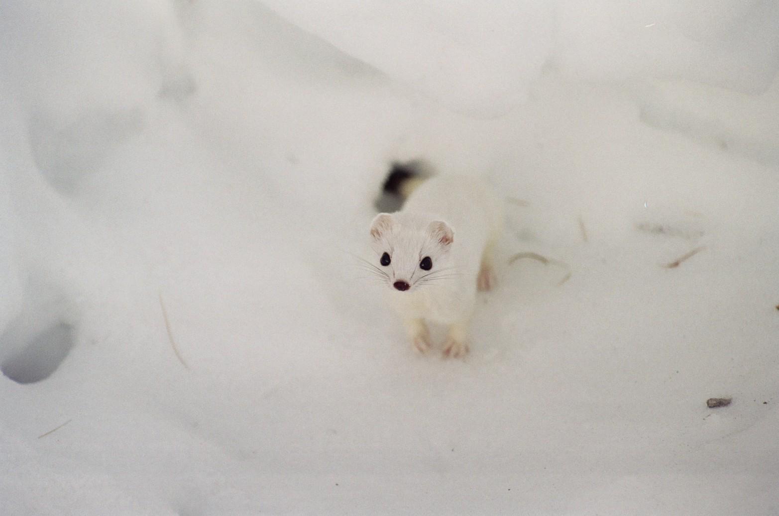 Hermine blanche sur la neige