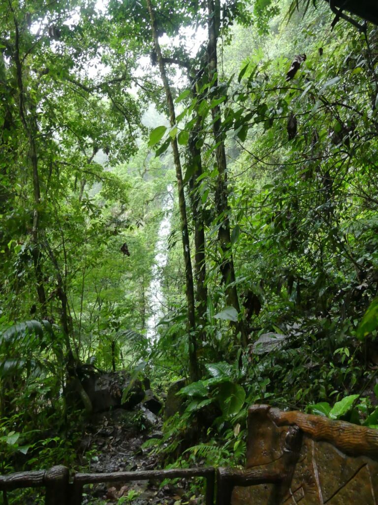 For&ecirc;t tropicale au Costa Rica