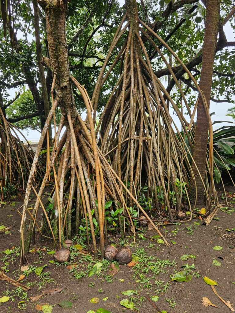 Mangrove au Costa Rica, une for&ecirc;t les pied dans l'eau
