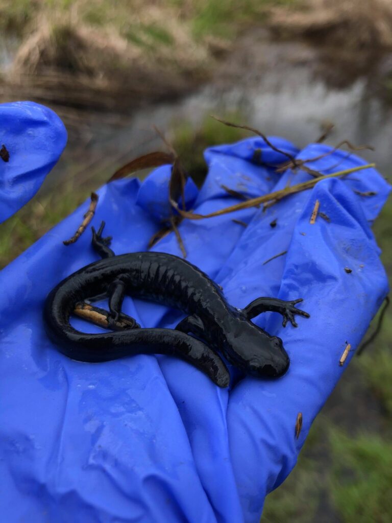Salamandre &agrave; points bleus