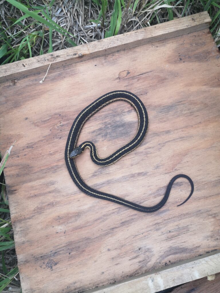 Couleuvre ray&eacute;e