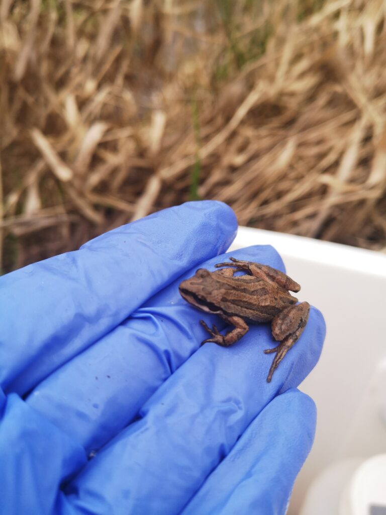 Rainette faux-grillon adulte au Qu&eacute;bec