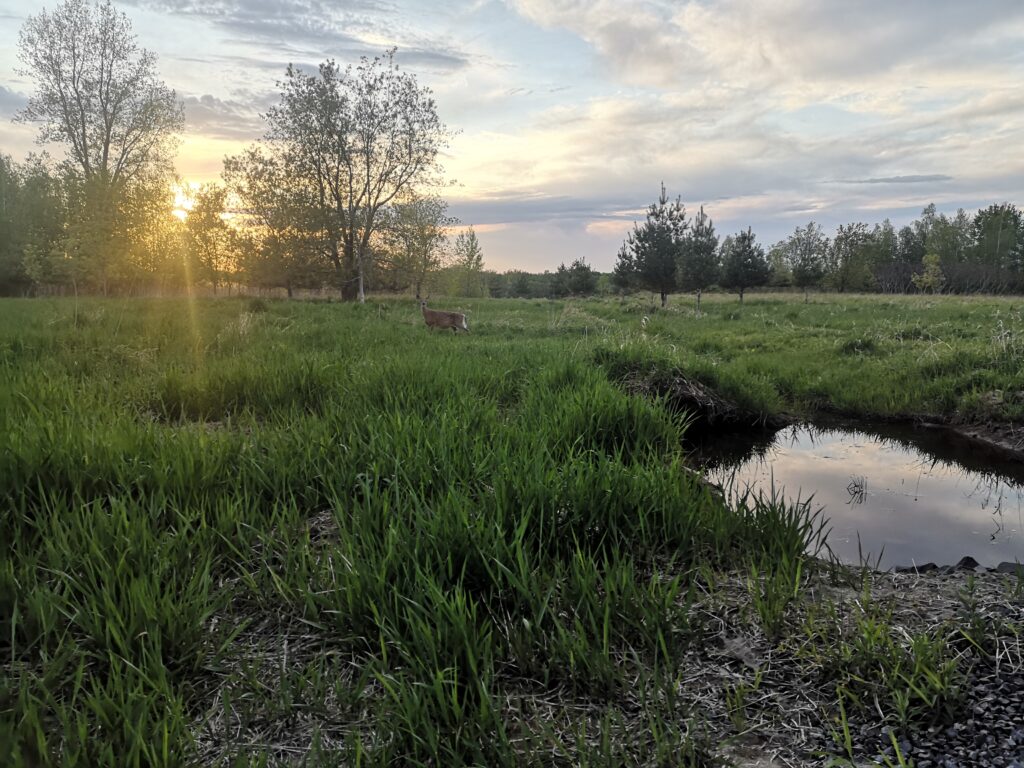 Milieu humide temporaire du parc national du Mont-Saint-Bruno au Qu&eacute;bec, Canada