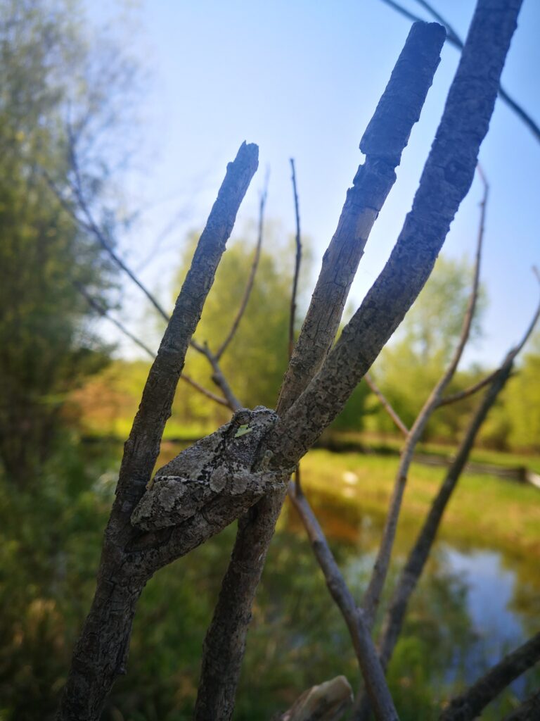 Rainette versicolore