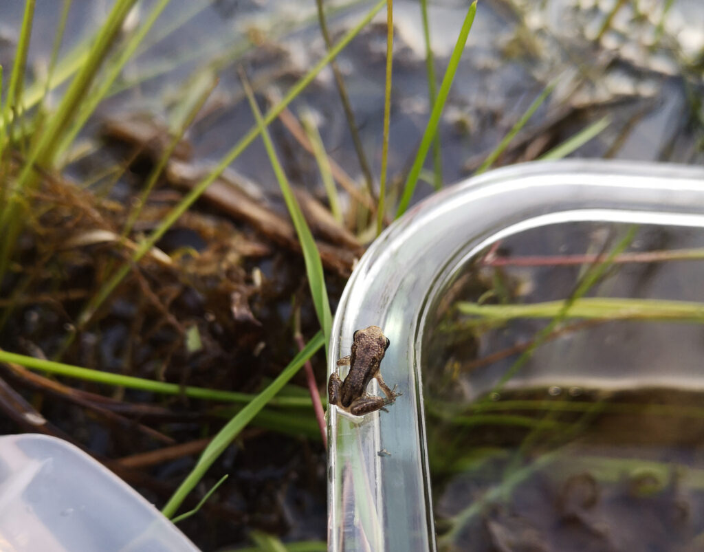 Juv&eacute;nile de Rainette faux-grillon rel&acirc;ch&eacute; au parc national du Mont-Saint-Bruno en 2021.