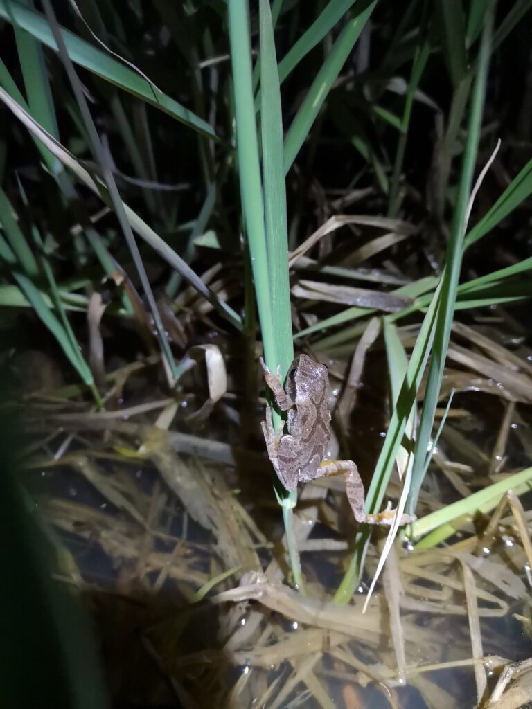 Rainette crucif&egrave;re sur une brindille.