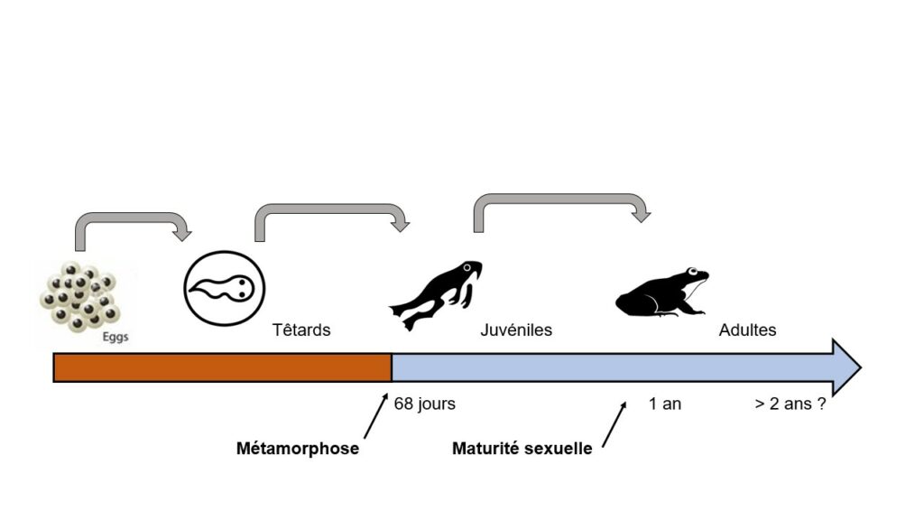 Cycle de vie de la Rainette faux-grillon