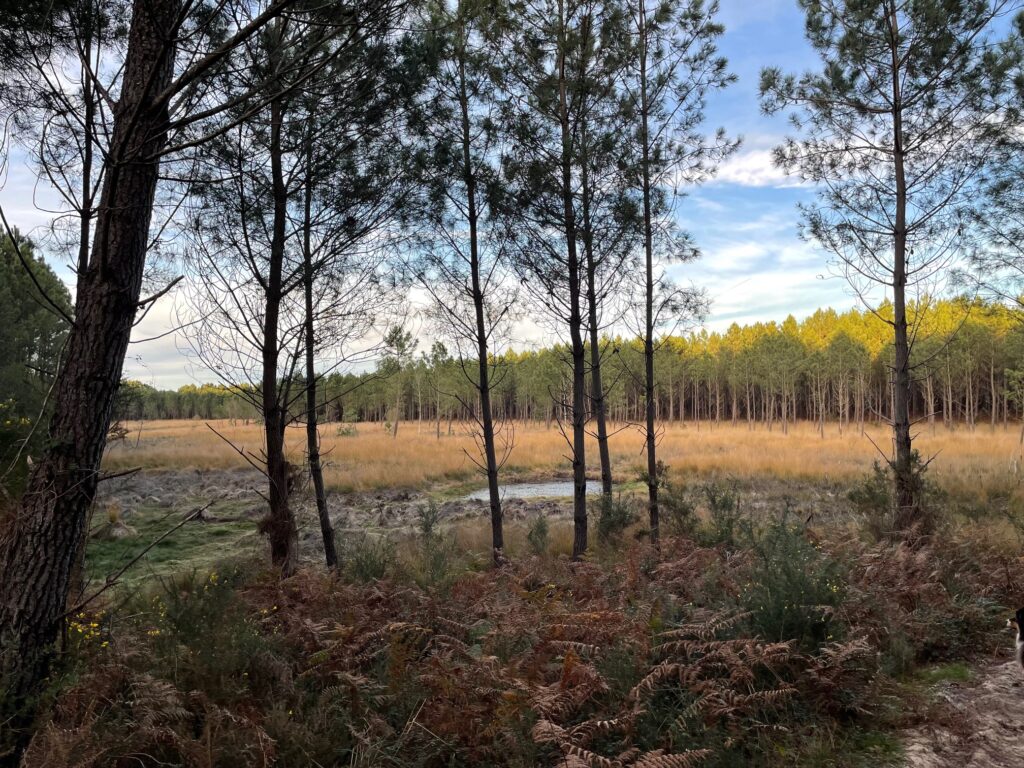 coupe rase dans le sud des Landes
