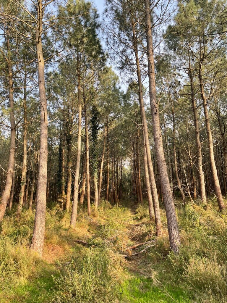 For&ecirc;t de pins, sud des Landes