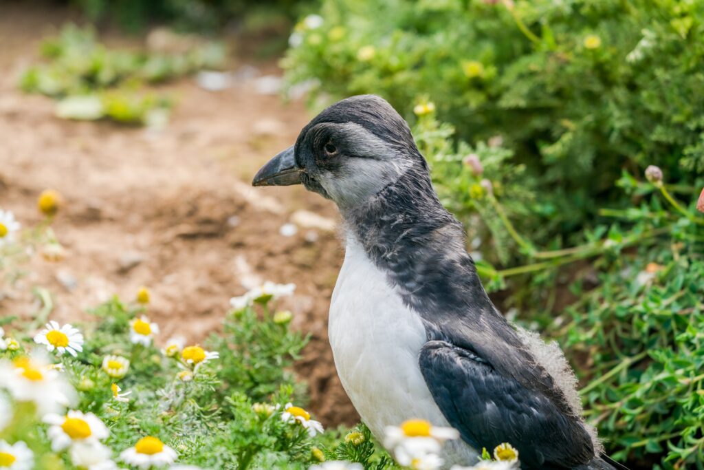 Un jeune &agrave; la sortie du terrier