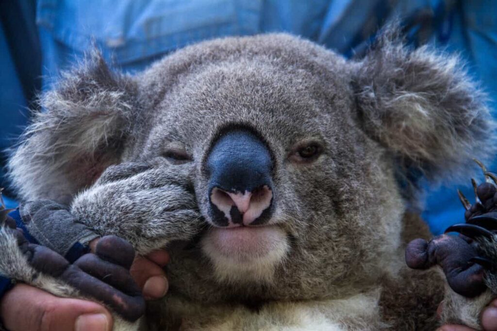 Koala adulte