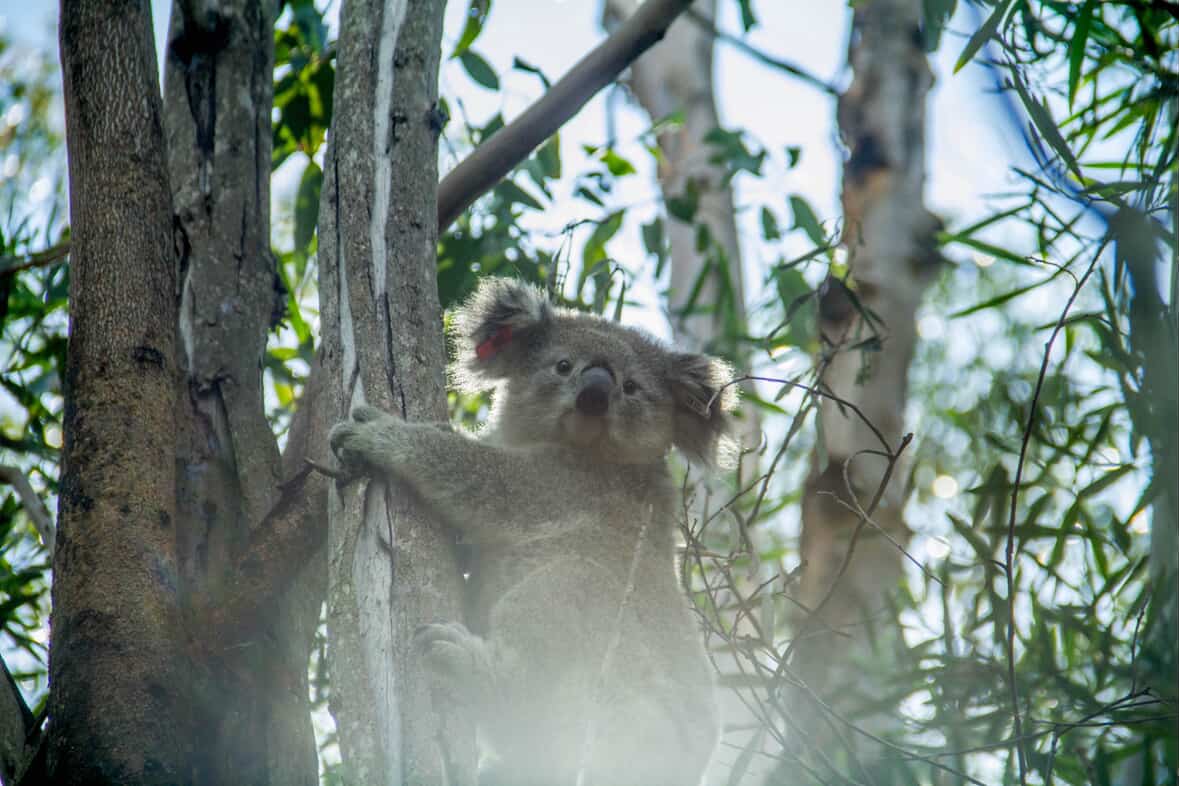 Le Koala, dormeur australien à l’haleine d’Eucalyptus 