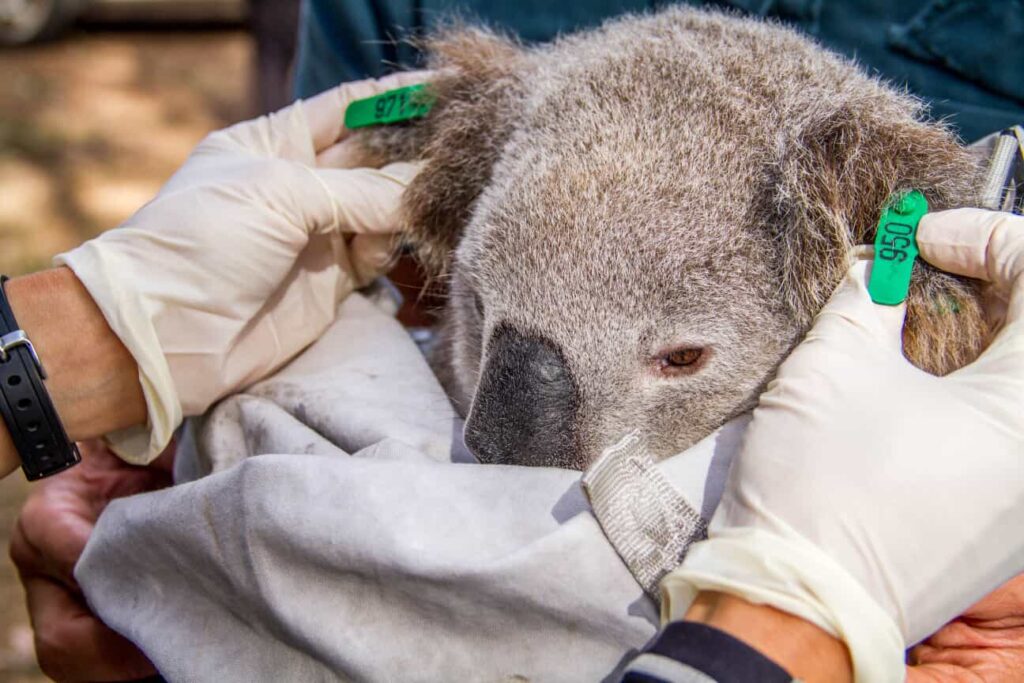 Koala manipul&eacute; avec des gants par un humain pour des recherches scientifiques