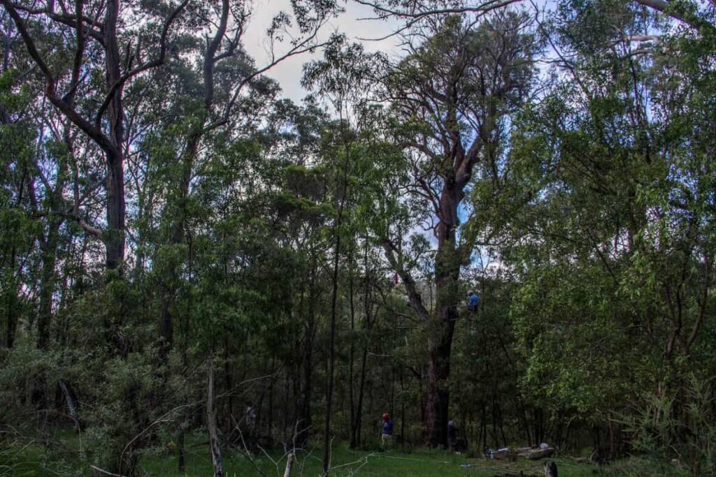 For&ecirc;t d'Eucalyptus